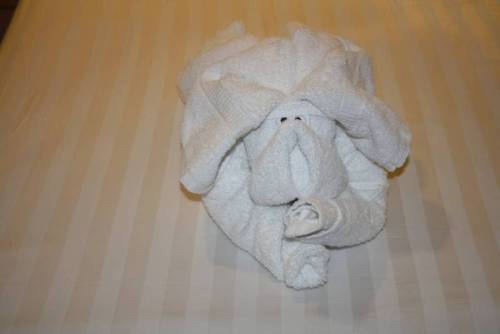 Category of Cruises Vocabulary Image 