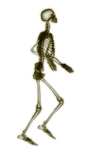 Category of Body Vocabulary Image 