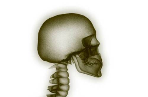 Category of Body Vocabulary Image 