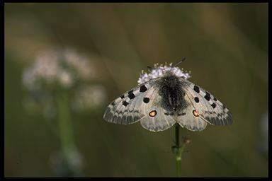 Category of Insects Vocabulary Image 