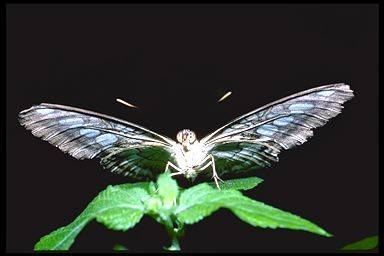 Category of Insects Vocabulary Image 