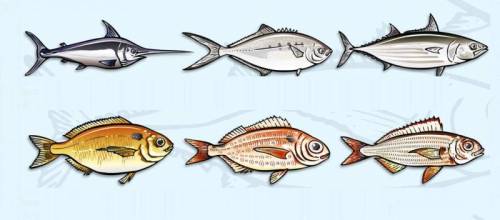 Category of Fish Vocabulary Image 