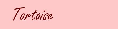 Tortoise